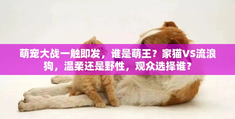 萌宠大战一触即发，谁是萌王？家猫VS流浪狗，温柔还是野性，观众选择谁？