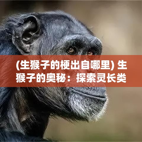 (生猴子的梗出自哪里) 生猴子的奥秘：探索灵长类繁殖行为及其对人类的启示